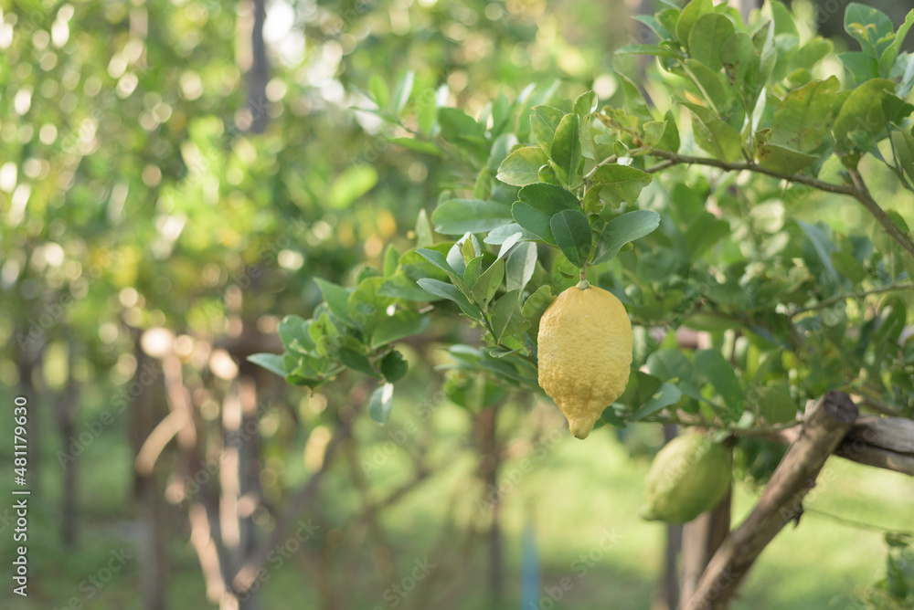 Fototapeta premium Selective focus of a fresh, yellow rough skin lemon hanging on a branch with a background of the lemon tree. Organic Farm Concept.