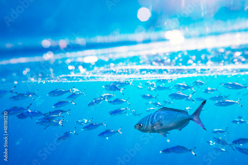 School of swimming and feeding Caesio suevica fish in the Red sea water surface Fototapet