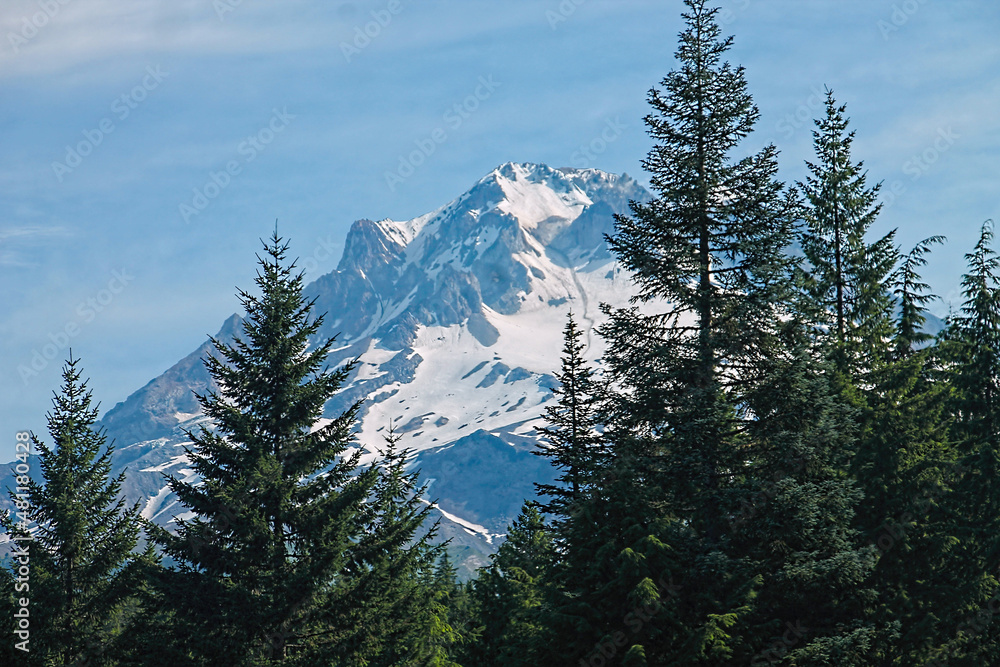 Fotografie Snow capped mountains rise behind tall pine trees