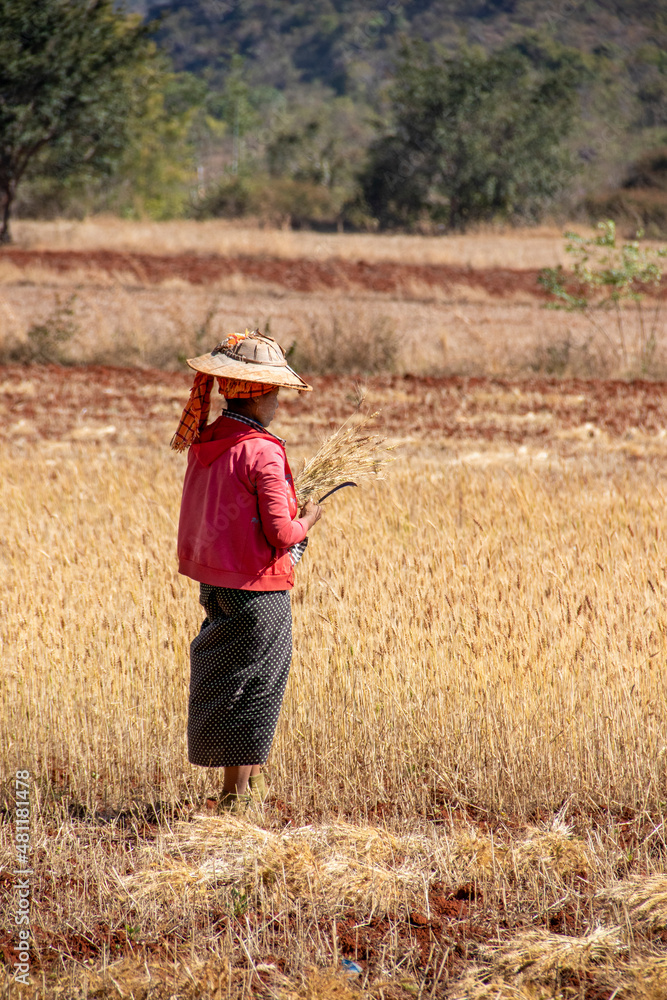 Locals farmers working the fields, Myanmar