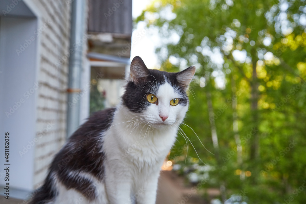 Fototapeta premium Funny black and white cat sitting closeup on balcony railing of apartment and looking watching down outside street in summer or spring day