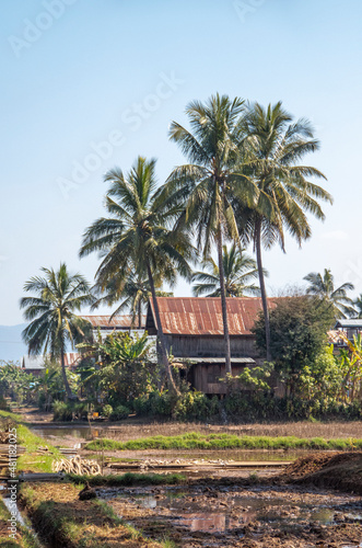 House and palmtree at asian countryside