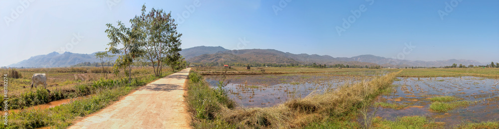 Panoramic view of rice fields in Myanmar