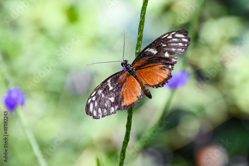 heliconius hecale tropical butterfly in nature, white spotted orange butterfly © Adrienne
