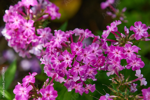 Blüte des Garten Phlox