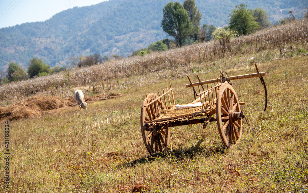 Traditional wooden cart in a field