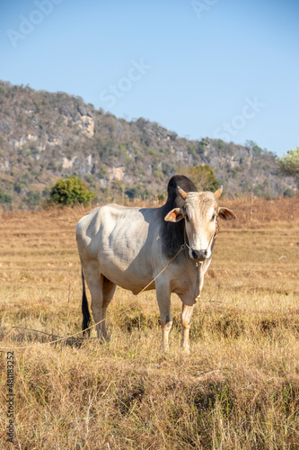 Asian cow in a rice field