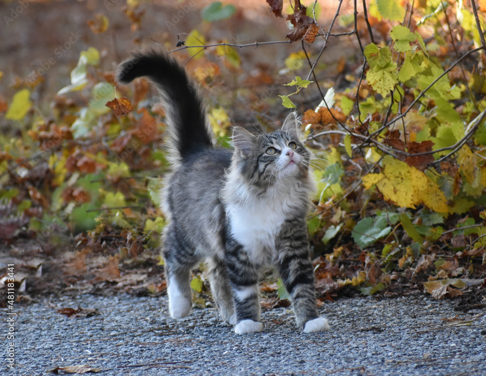 Fototapeta premium cat 