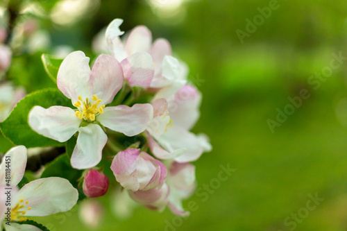 apple spring natural background, pink blossom tree in green garden. Blooming buds on the branches on tree.