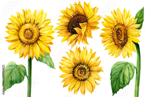 set sunflowers  isolated white background  watercolor illustration  botanical painting  summer flowers