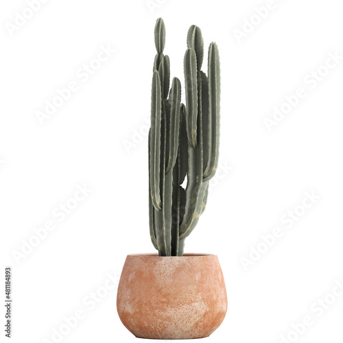 cactus isolated on white background photo