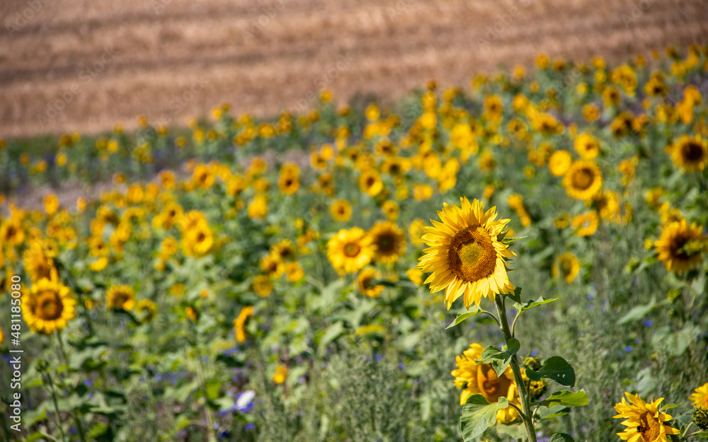 Beautiful sunflowers in a field