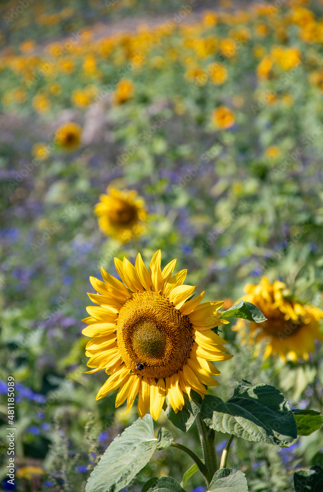 Beautiful sunflowers in a field