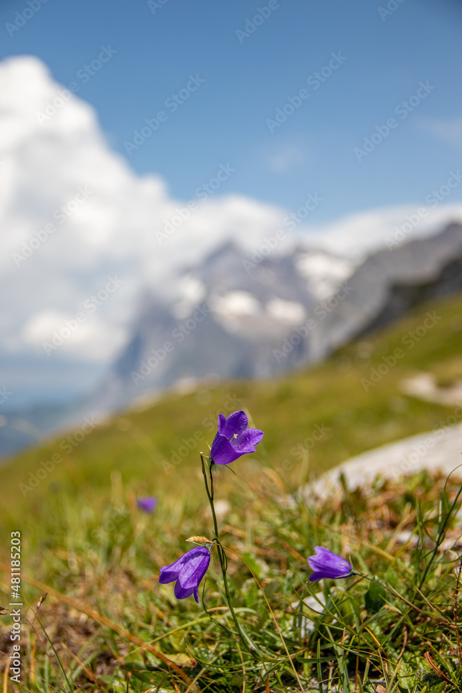 Beautiful flowers in the mountains