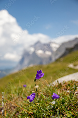 Obraz na płótnie Beautiful flowers in the mountains w salonie