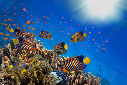 Sea or ocean underwater coral reef snorkeling background