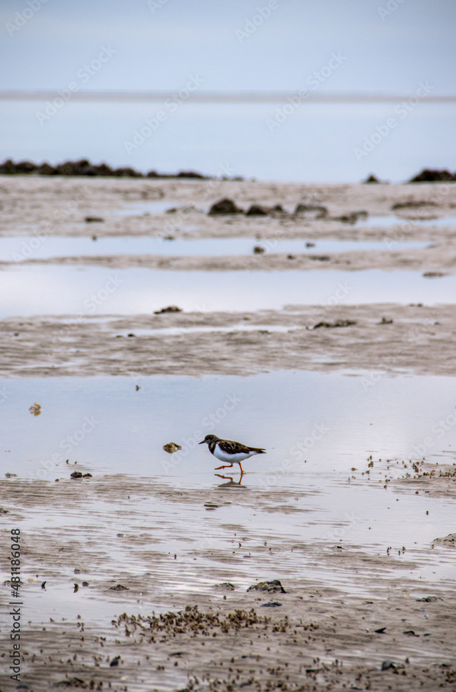 Little bird on the beach