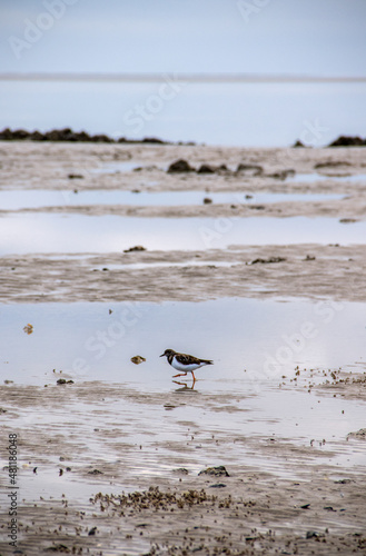 Obraz na płótnie Little bird on the beach w salonie
