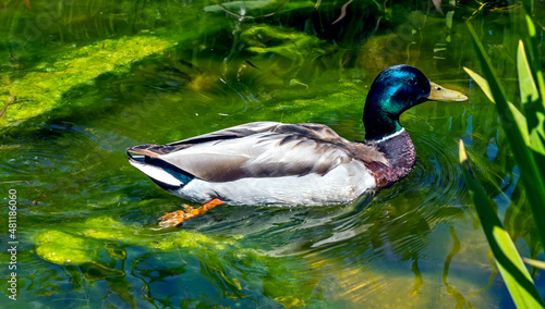 Paddling duck in the pond.