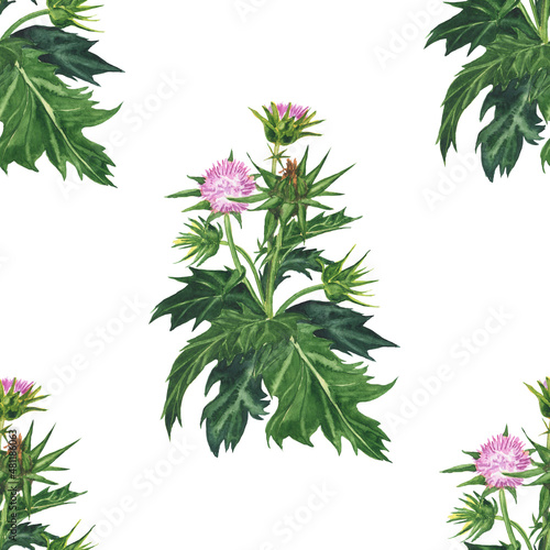 Milk thistle plant seamless pattern on white background. Watercolor hand drawing illustration. Silybum Marianum herbal with purple flower and leaves. Perfect for medical design.
