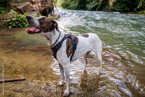 A dog cools off in a stream to mitigate the intense heat.