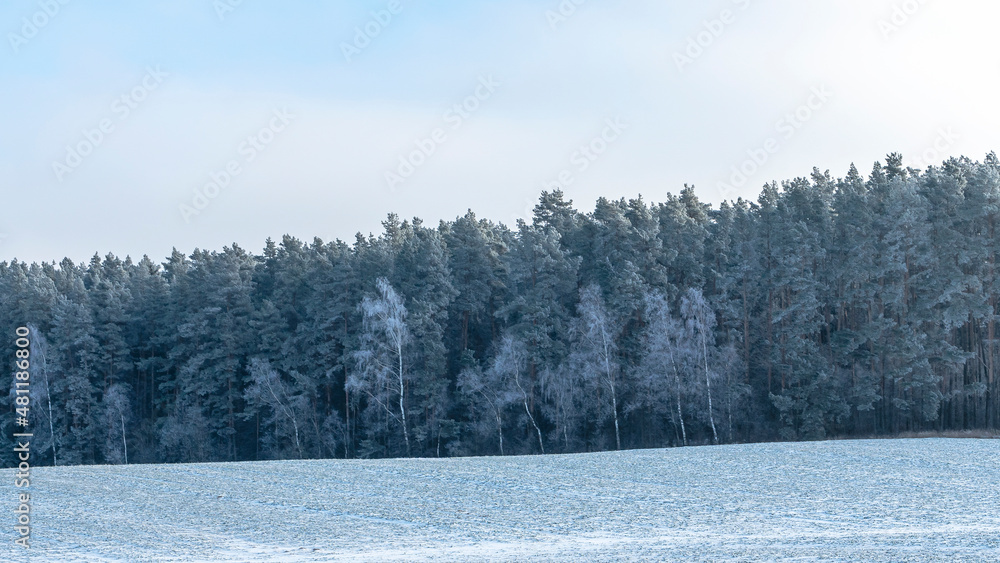 The edge of a coniferous forest in the snow. A picturesque winter landscape with a forest edge and a meadow.