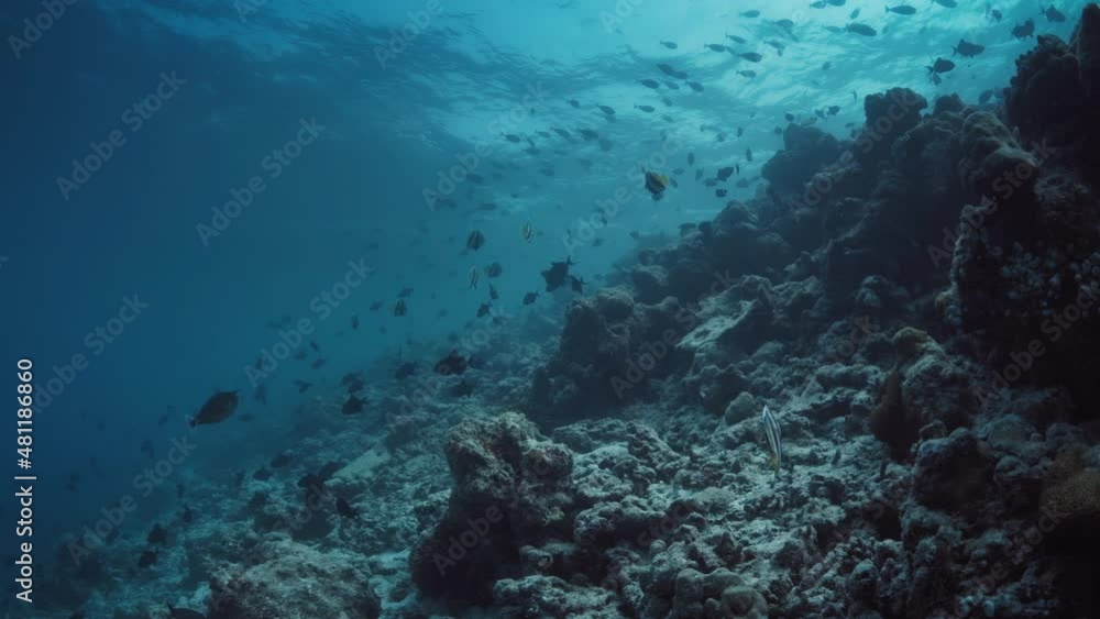 Underwater view of the coral reef with fish in Maldives Underwater view of the coral reef with fish in Maldives