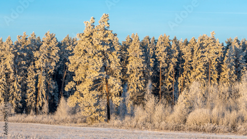 The edge of a coniferous forest in the snow. A picturesque winter landscape with a forest edge and a meadow. © kalyanby