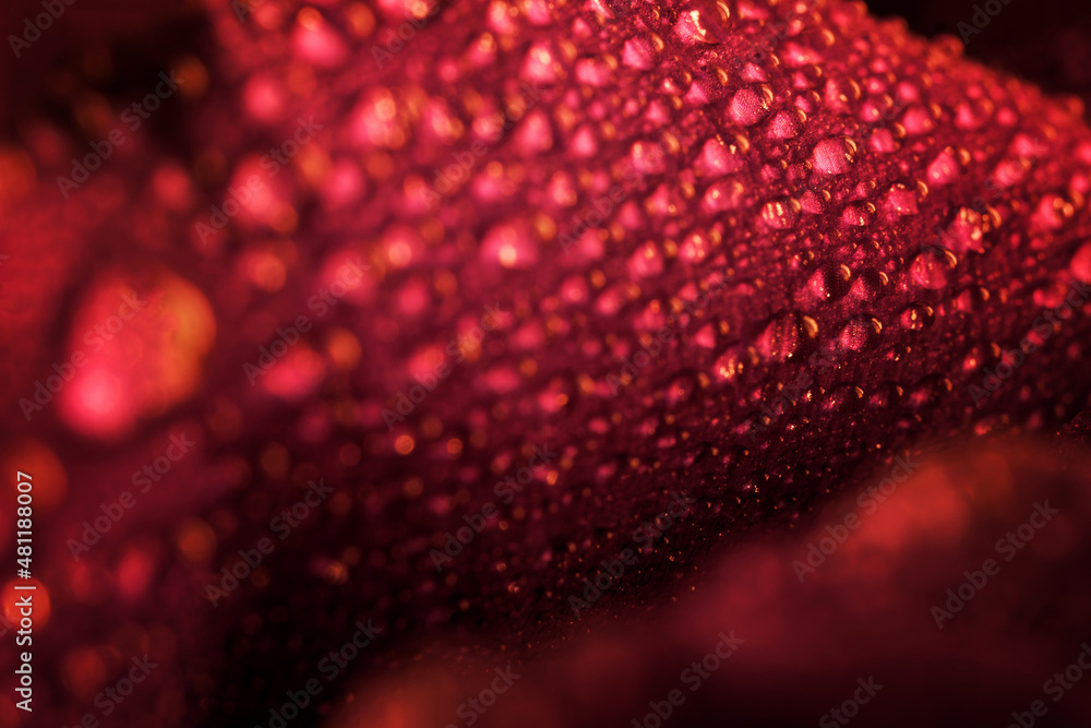 Petals of a bright red flower, covered with drops of moisture or dew. Macro. Creative background or backdrop. Selective focus. Small zone of sharpness.