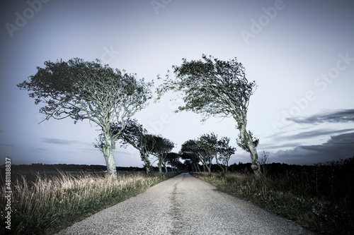 Landstrasse mit windschiefen Bäumen in Skandinavien