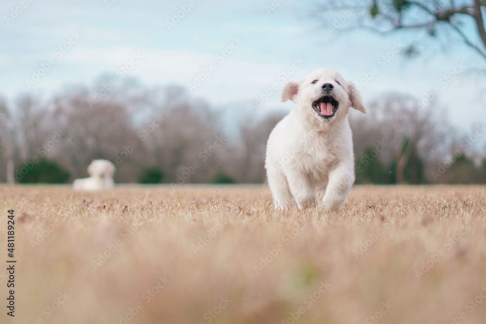White Golden Retriever Puppies Playing White Golden Retriever Puppies Playing