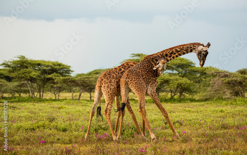giraffe in the savannah (ID: 481189228)