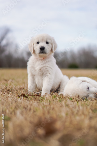 Fototapeta Naklejka Na Ścianę i Meble -  White Golden Retriever Puppies Playing