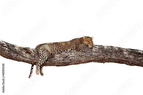 leopard on a branch of tree in the wild (ID: 481189248)
