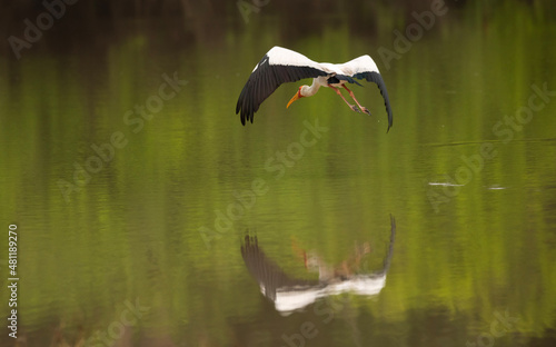 Bird fying over the lake (ID: 481189270)