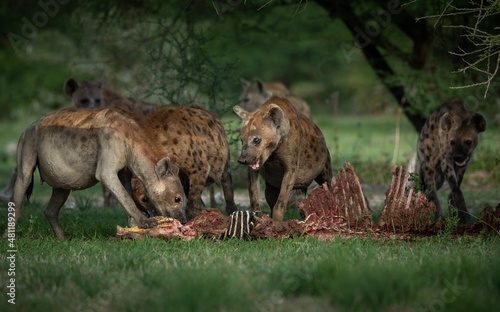 Hyena feasting a dead giraffe in Ngorongoro
