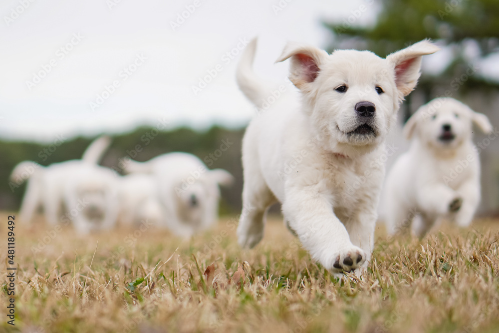 White Golden Retriever Puppies Playing White Golden Retriever Puppies Playing