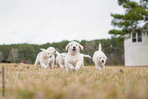 White Golden Retriever Puppies Playing