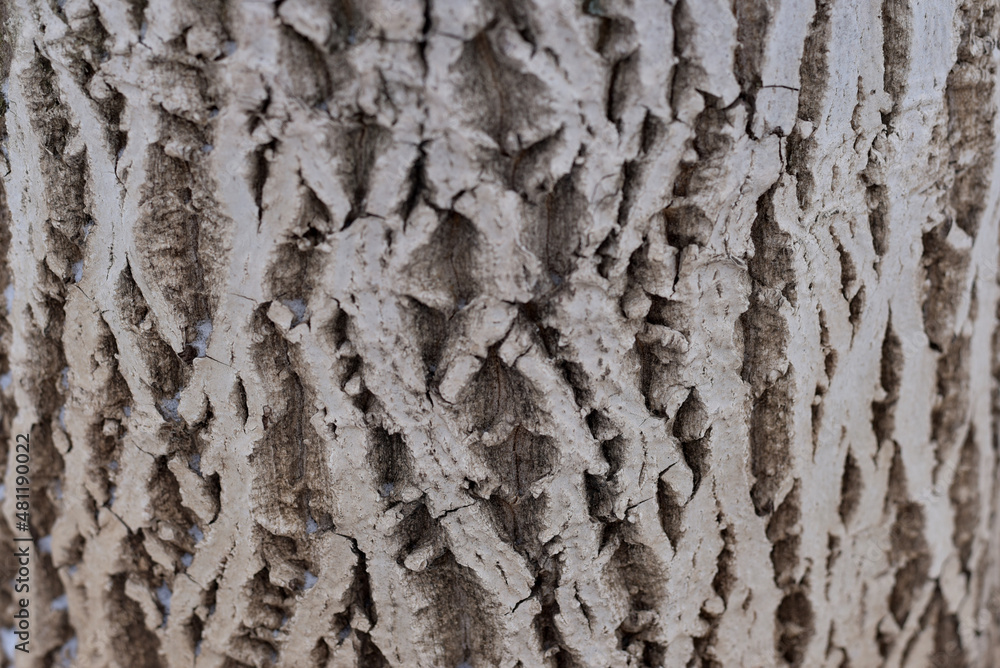 Obraz premium Tree trunk close-up. Dry bark