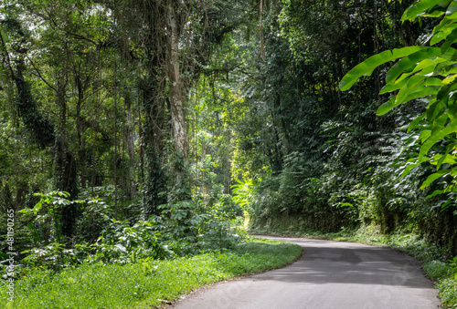 A curving road, trail cutting through lush foliage and trees with moss in the tropical rainforest of Trinidad.