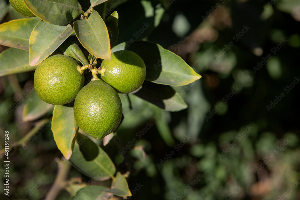 photo of ripening lemons on a tree. The theme of gardening and agriculture