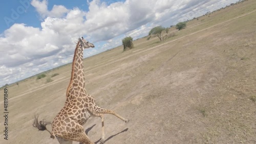 giraffe in the savannah, drone fpv shot photo