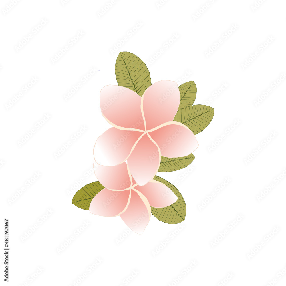 Fototapeta premium Plumeria flower in contour style isolated on white background. Exotic flower sketch for summer design.