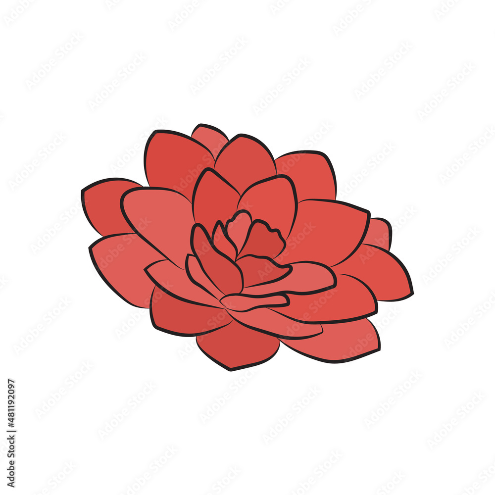 one Camellia flower red and rose. Lush bud isolated on white background. Line art simple botanical, for wedding cards, invitations one Camellia flower red and rose. Lush bud isolated on white background. Line art simple botanical, for wedding cards, invitations