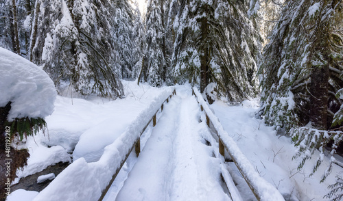 Hiking Path in Canadian Nature, Trees in Forest, Winter Snow, Sunny Sky. Taken in Lynn Valley Canyon, North Vancouver, British Columbia, Canada. Adventure