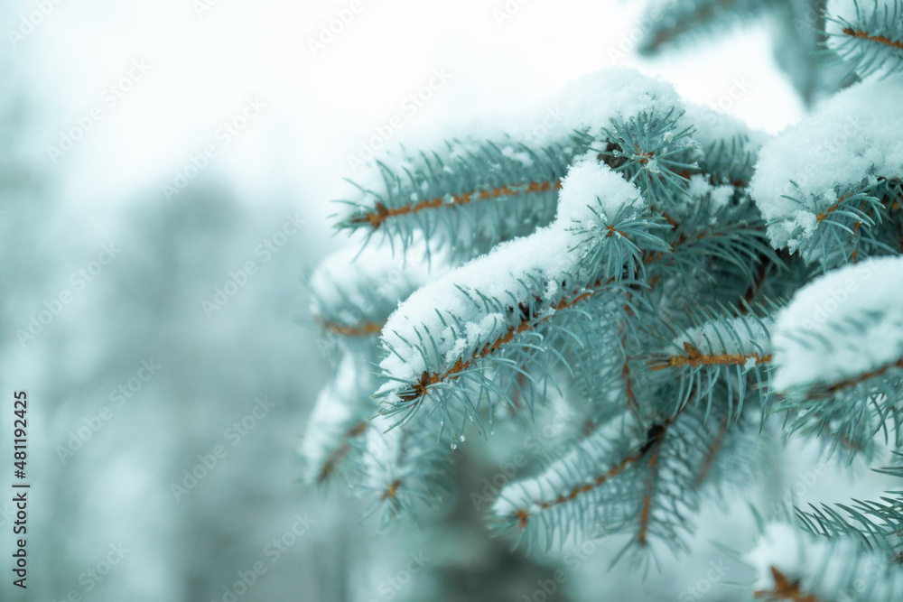 Panoramic view of fir tree with snow. Winter landscape. Christmas and New Year background with snow spruce