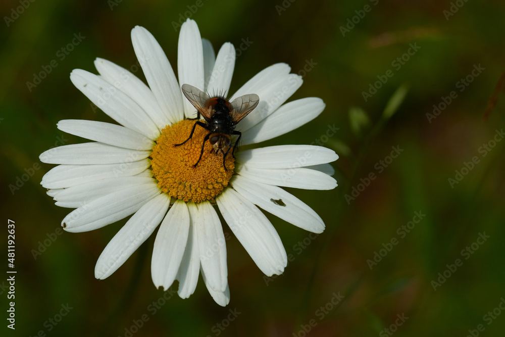 Magerwiesen-Margerite mit Igelfliege - Tachina fera Magerwiesen-Margerite mit Igelfliege - Tachina fera
