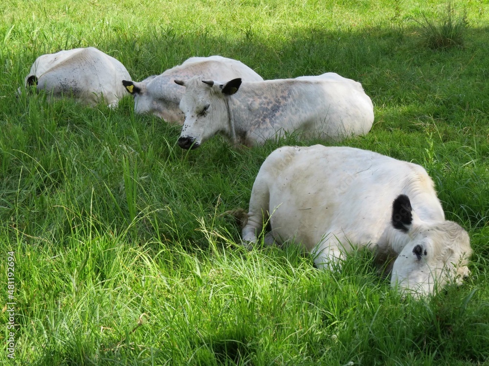 white cows with black ears asleep in the meadow white cows with black ears asleep in the meadow