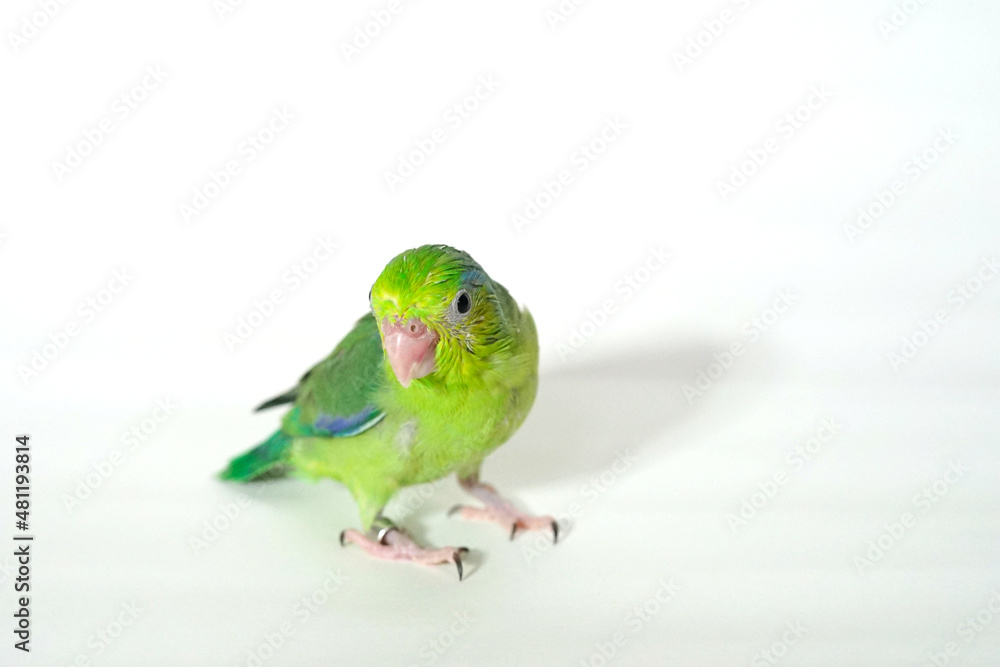 Forpus baby bird parrot (green color) 38 day old standing on white background, it is the smallest parrot in the world.