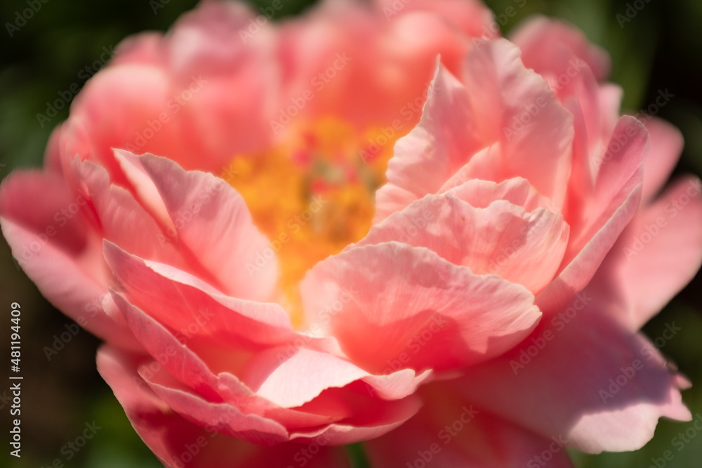 Blossom pink peony flower on a summer sunny day macro photography. Peony bud shot at close range for poster, calendar, post, screensaver, wallpaper, postcard, card, banner, cover Blossom pink peony flower on a summer sunny day macro photography. Peony bud shot at close range for poster, calendar, post, screensaver, wallpaper, postcard, card, banner, cover